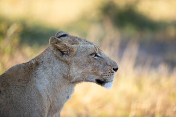 A female lion seen on a safari in South Africa