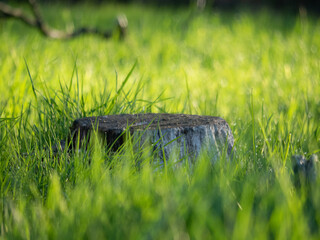 Pień w lesie © Kamil from Befuture