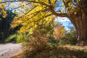 Gold Autumn with sunlight and sunbeams / Beautiful Trees in the forest Alcala de la Selva Teruel
