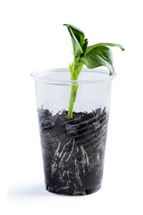 Fototapeta na wymiar Baby bean plant growing in plastic cup isolated on white