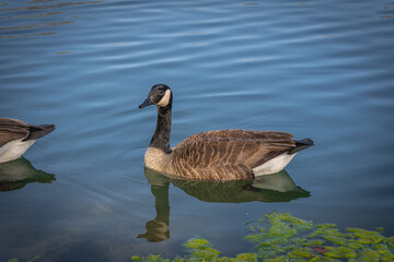 Gennevilliers, France - 03 28 2021: Chanteraines park. Couple of barnacle goose dabbling in the artificial pond