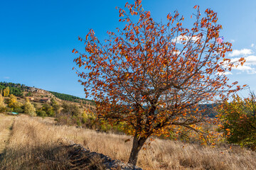 Gold colored leaves in the autumn trees Gudar mountains in Teruel Aragon Spain