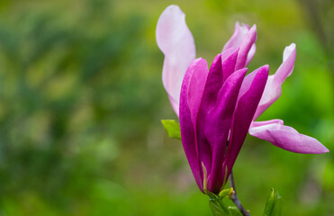 Fototapeta premium Large pink flower bud Magnolia Susan (Magnolia liliiflora x Magnolia stellata). Beautiful blooming in spring garden. Selective focus. Nature concept for design. Place for your text.