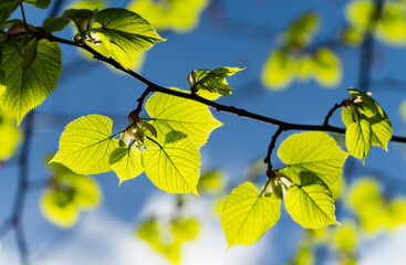 Bright green Leaves of Tilia caucasica (Tilia platyphyllos) linden tree on blue sky background. Natural concept of spring, the beginning of new life. Selective focus.