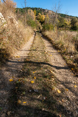 Gold colored leaves in the autumn trees Gudar mountains in Teruel Aragon Spain