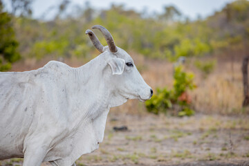 Fototapeta premium portrait of a cow