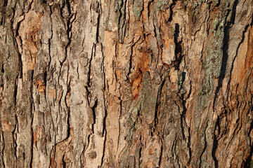 Tree bark texture for design, background or splash screen