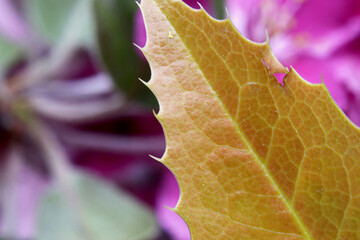 close-up of colorful leaves of a plant 