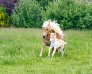 Haflinger horses, a cute young foal running alongside of its dam with waving mane across a green grass meadow in spring