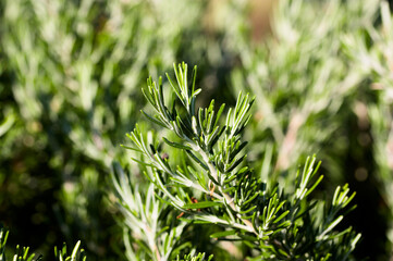 Closeup of some branches of a rosemary plant