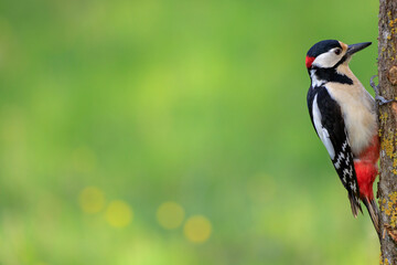 Great spotted woodpecker climbs on a tree trunk 