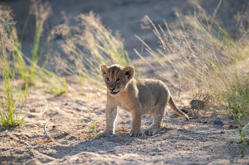 A cute Lion cub seen on a safari in South Africa