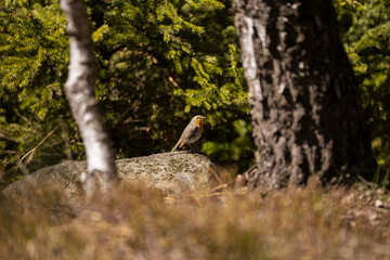 robin in the wild in the mountains