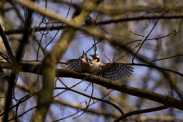 Great Spotted Woodpecker during mating