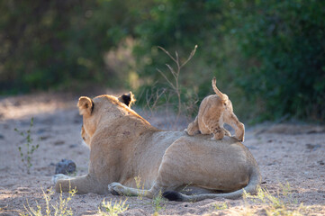 A female lion and her playful cub seen on a safari in South Africa