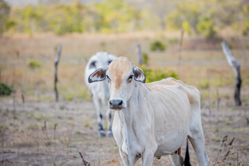 calf in the field