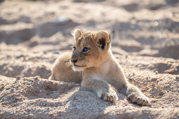 A cute Lion cub seen on a safari in South Africa
