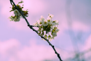 blossomed tree in early spring