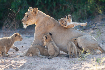 A lion cub tumbling off its mothers back as she stood up to move to deeper shade, on a safari in South Africa.