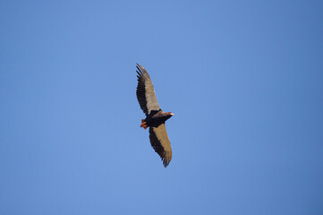 Bateleur in Flight on a safari in South Africa