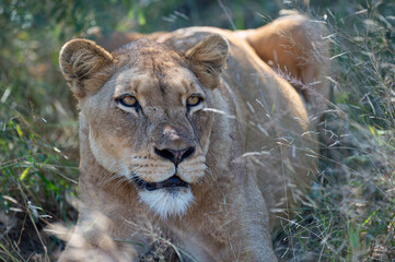 A female lion seen on a safari in South Africa