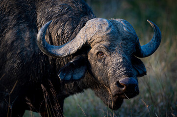 Large Cape Buffalo bull seen on a safari in South Africa