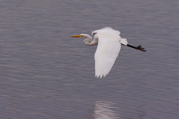 Great Egret Gliding Over Lake