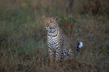 Fototapeta na wymiar Female Leopard seen on a safari in South Africa