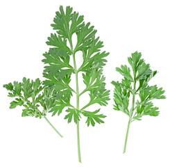 Wormwood branches isolated on a white background, top view. Medicinal wormwood. Artemisia.