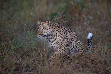 A female leopard stalking prey on a safari in South Africa