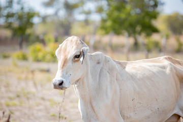 Obraz premium calf in the field