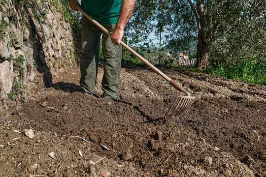 Gardener prepare the soil for spring planting. Man makes the furrows with the hoe or rake in vegetable garden.