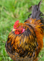 Marsh Daisy Rooster Making Eye Contact