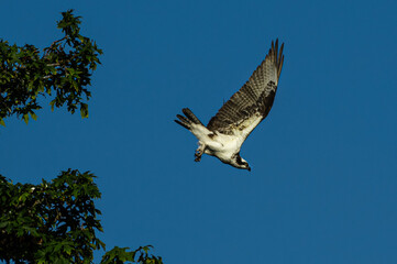 Osprey in Flight Toward River