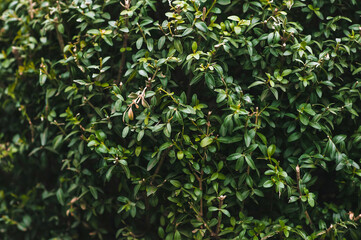Texture, background of green foliage of boxwood. Branches of a growing shrub.