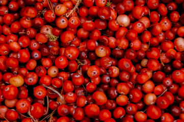 Cranberry background, berry texture. Red berry. Sour berry