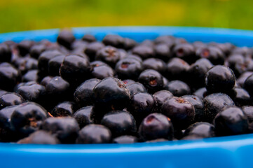 Blueberries collected in a bucket on a green background.