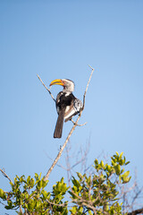 A Yellow-Billed Hornbill seen on a safari in South Africa