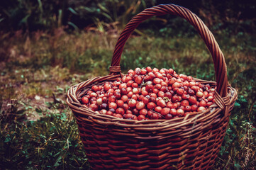 Fresh cranberries in a basket on the moss