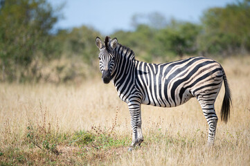 Fototapeta premium Southern Plains Zebra seen on a safari in South Africa
