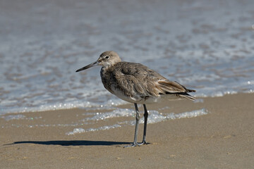 A willet on the beach. It is a large and robust shorebird and sandpiper and largest of the species...