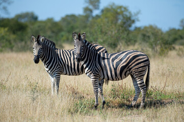 Fototapeta na wymiar Southern Plains Zebra seen on a safari in South Africa