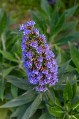 Flora von Mallorca - lila Blütenpracht Butterfly Bush, Sommerflieder, Buddleja auch Schmetterlingsflieder genannt