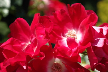 Bright red flower blooms with white center.
