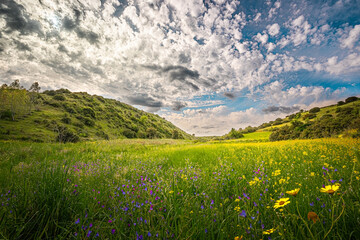 primavera fra le colline