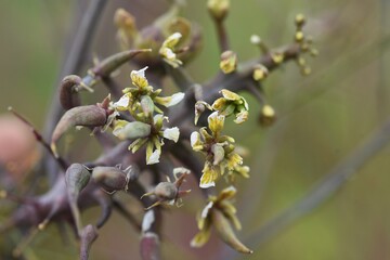 Gall is formed by abnormal growth of plants by parasitic organisms.