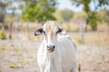 Fototapeta premium portrait of a cow