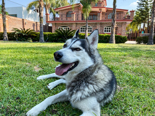 Husky smiling and looking at the camera. Pet concept.