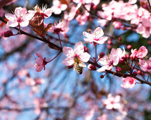 The bee sits on a flower of a bush blossoming and pollinates him