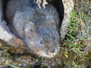 Water Vole Head Looking out of a Hole